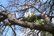 valley tree service, tree trimming, stump removal, emerald ash borer, mn, minnesota, apple valley, burnsville, rosemount, lakeville, prior lake, south metro, twin cities, tree removal, tree diagnosis, tree protection, apple tree
