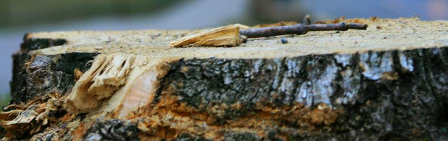 valley tree service, tree trimming, stump removal, emerald ash borer, mn, minnesota, apple valley, burnsville, rosemount, lakeville, prior lake, south metro, twin cities, tree removal, tree diagnosis, tree protection, tree removal, shrub removal, apple tree