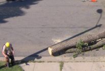 valley tree service, tree trimming, stump removal, emerald ash borer, mn, minnesota, apple valley, burnsville, rosemount, lakeville, prior lake, south metro, twin cities, tree removal, tree diagnosis, tree protection, apple tree, tree removal, shrub removal